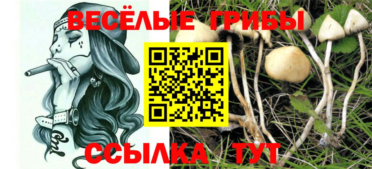Александров  Галлюциногенные грибы Psilocybe  Вход с VPN 